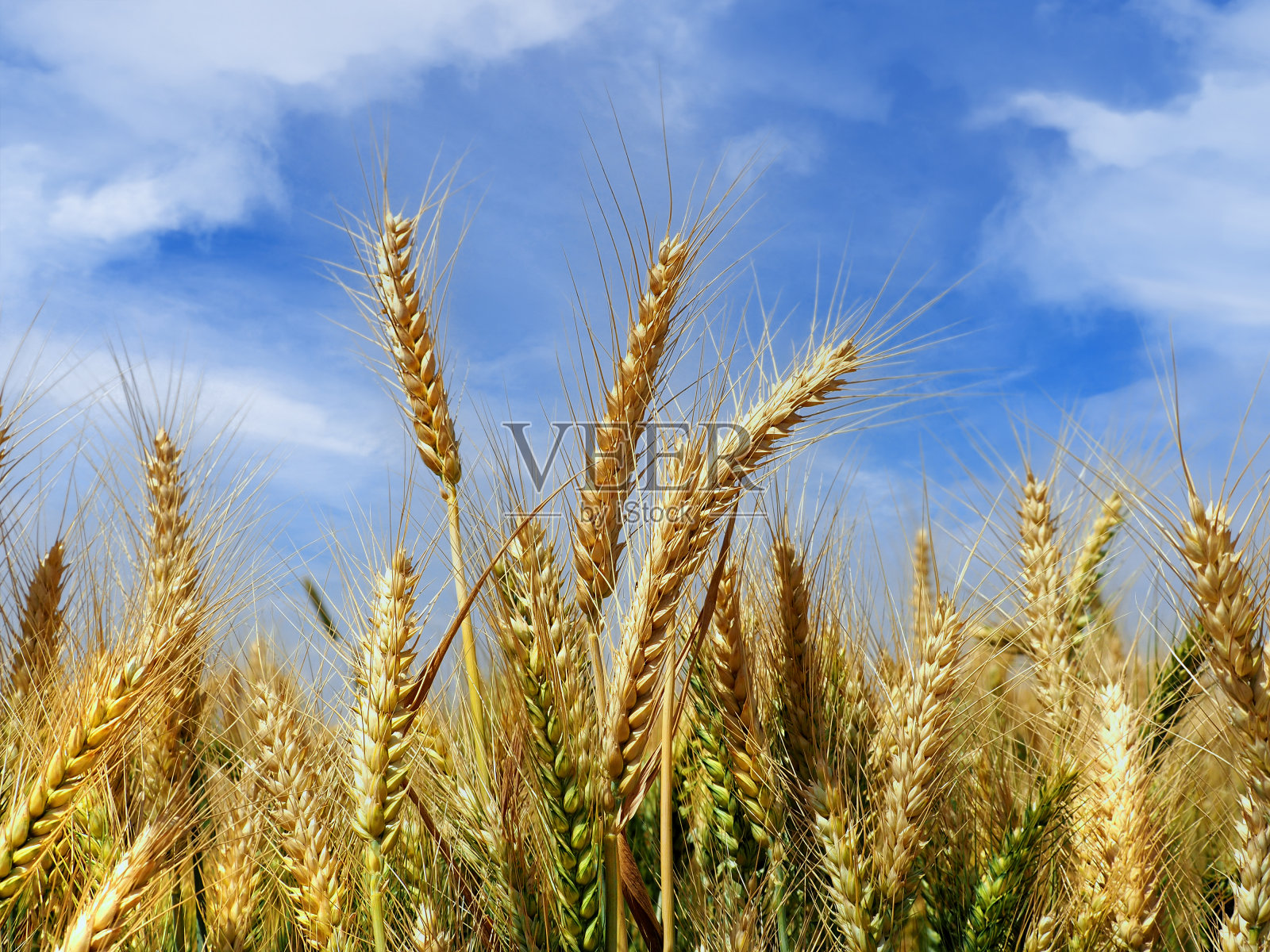 蓝天下的成熟小麦照片摄影图片