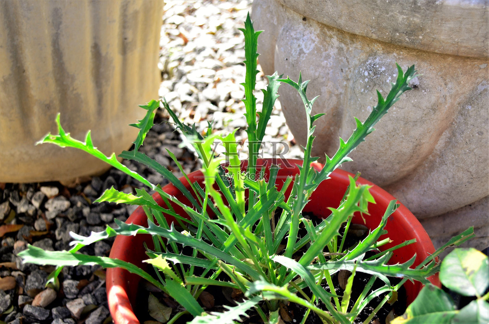 花园花瓶中的胎心照片摄影图片
