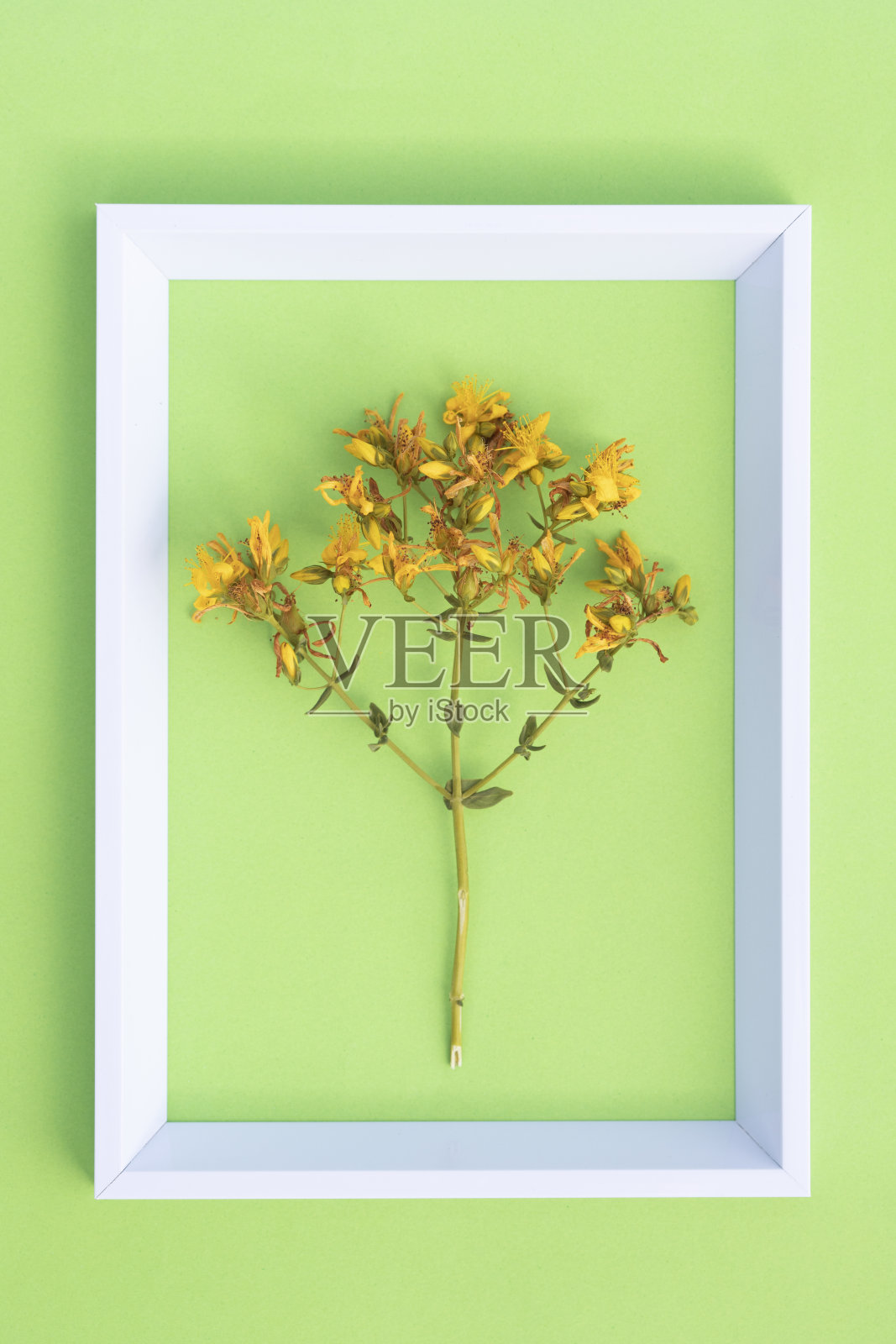 圣约翰草照片摄影图片