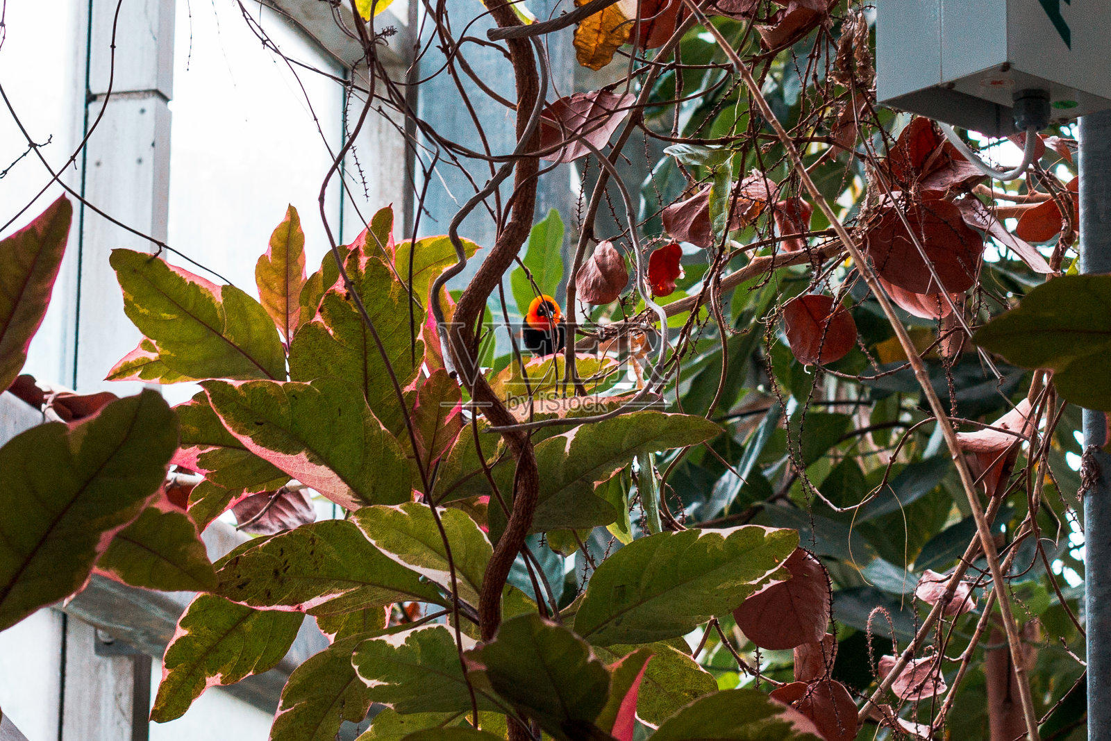 热带温室中的树叶照片摄影图片