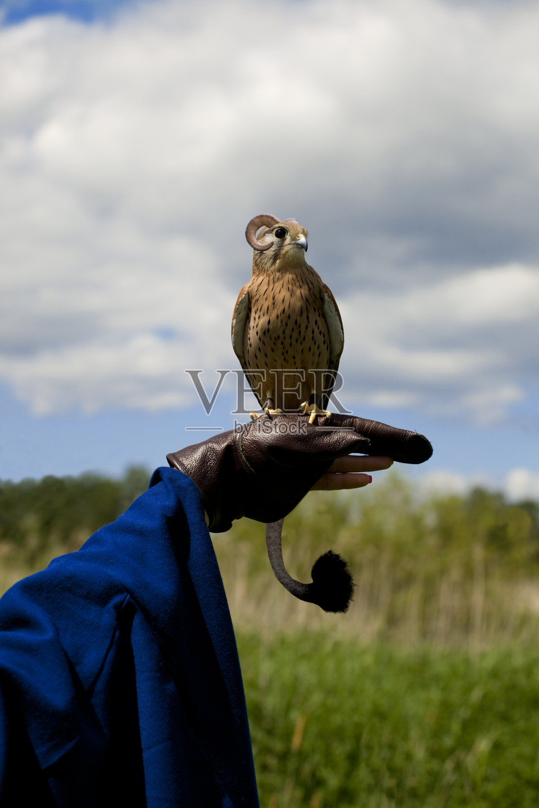 神奇的猛禽照片摄影图片