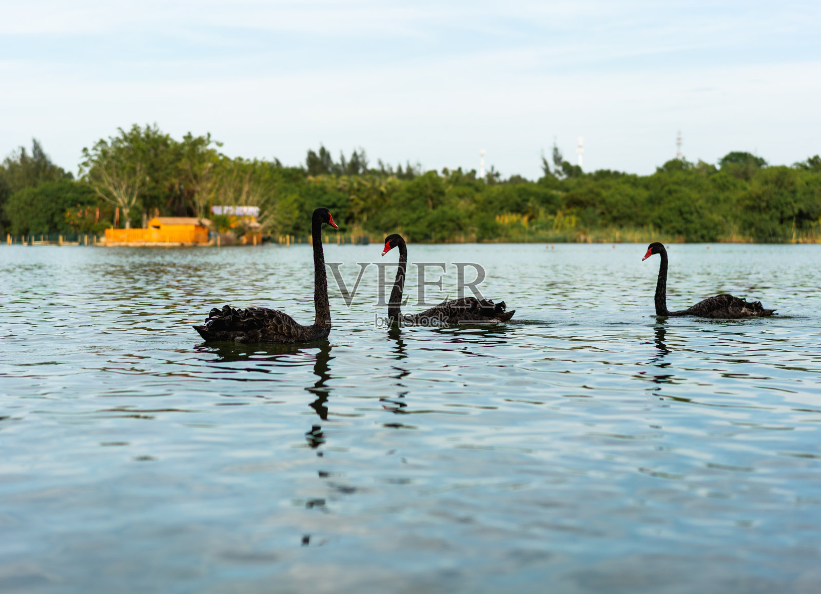 三只黑天鹅在湖里游泳照片摄影图片