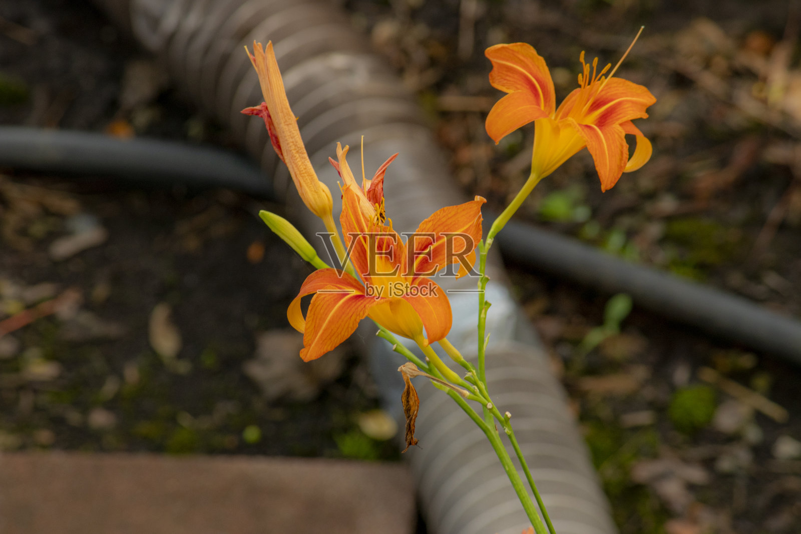 盛开的橙色莉莉照片摄影图片