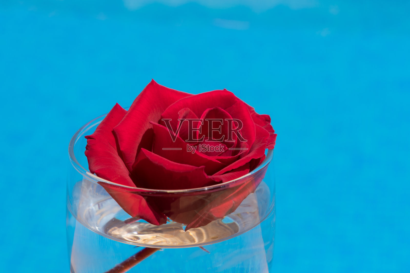美丽的红玫瑰花在玻璃杯和蓝色的水照片摄影图片