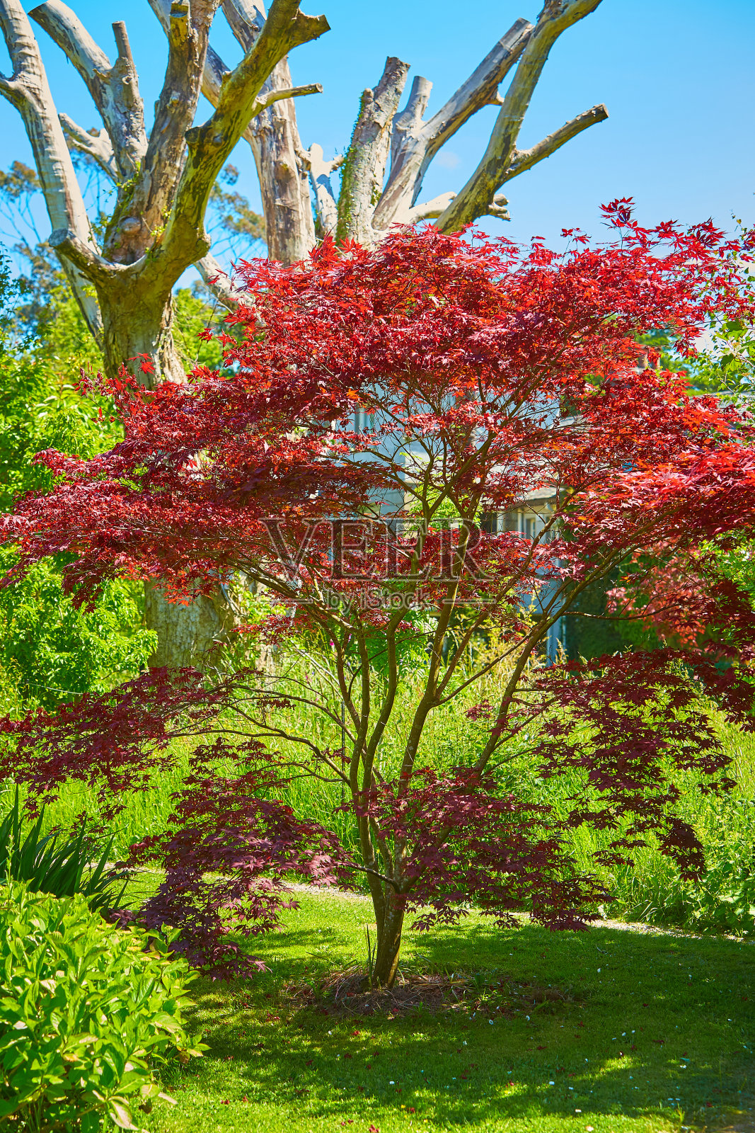 爱尔兰公园里的日本枫树(大阪枫)。照片摄影图片