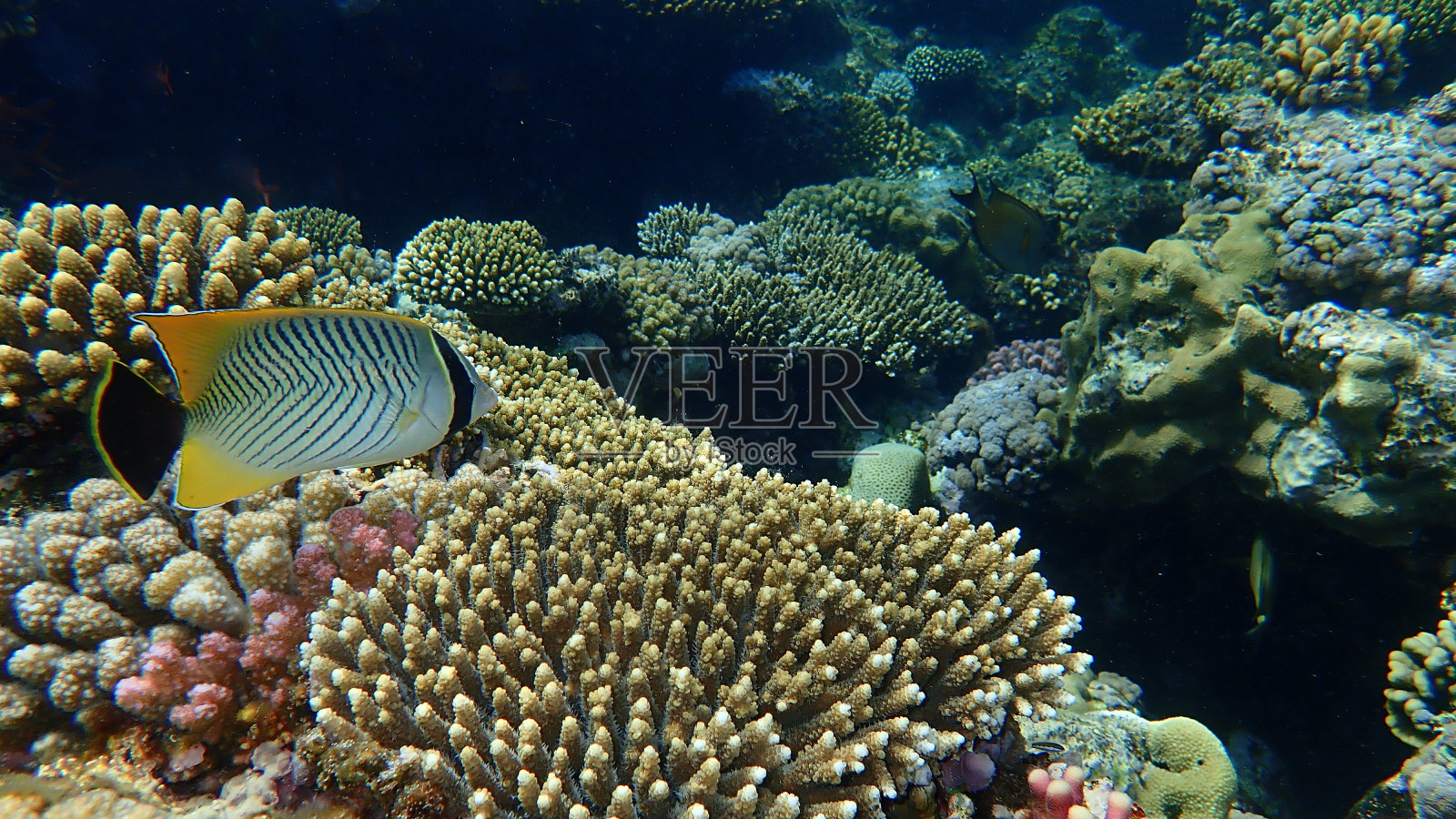 三角蝴蝶鱼或V线蝴蝶鱼(Chaetodon trifascialis)水下照片照片摄影图片