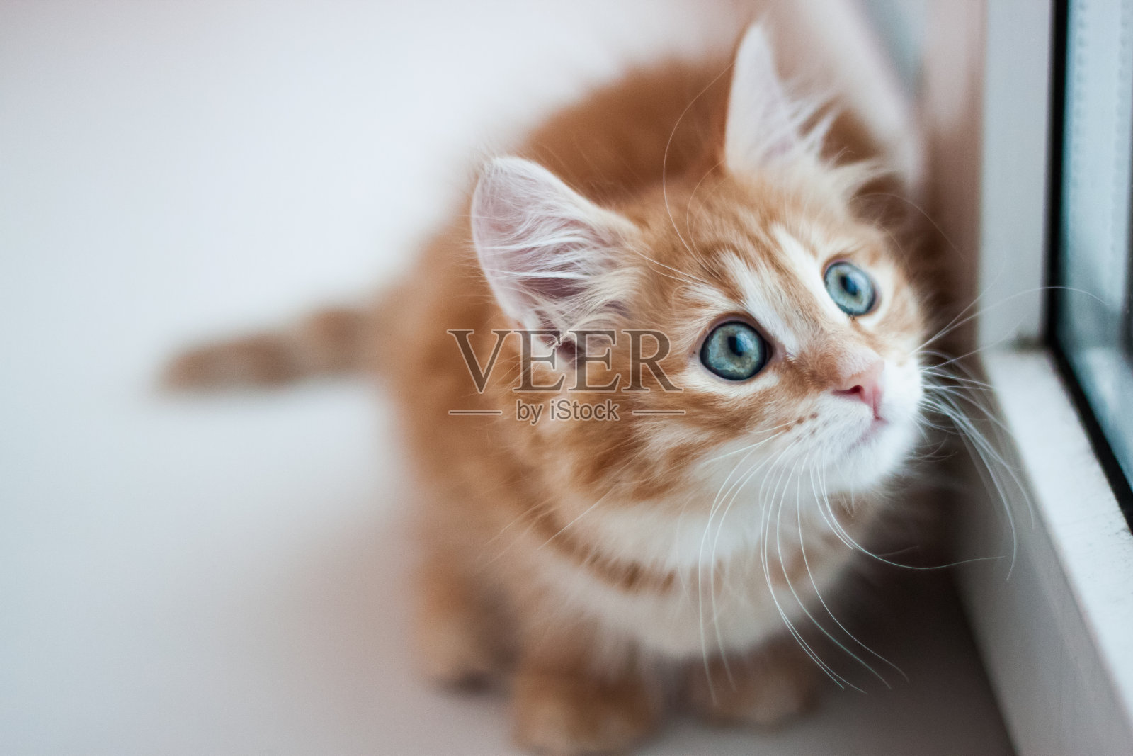 可爱的小红猫蹲在窗台上,望着窗外照片摄影图片