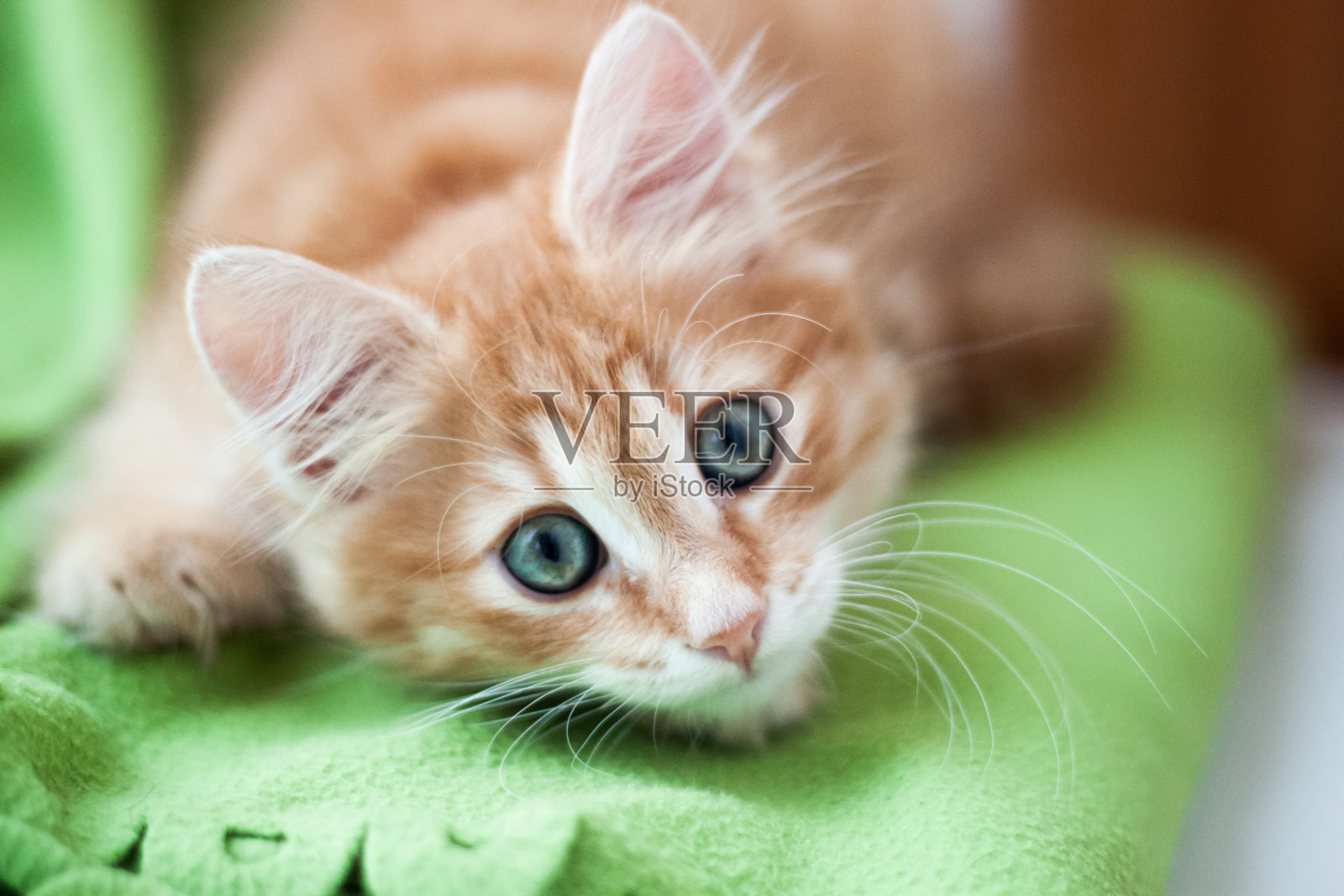 有趣的姜小猫躺在一个绿色格子,明信片照片摄影图片