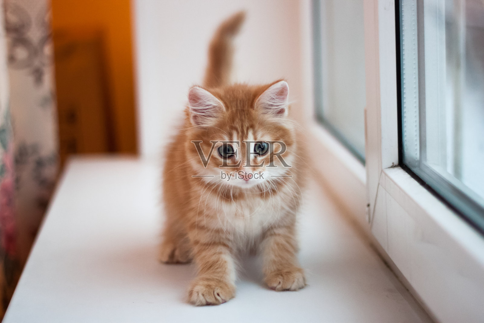 小红猫站在窗台上照片摄影图片