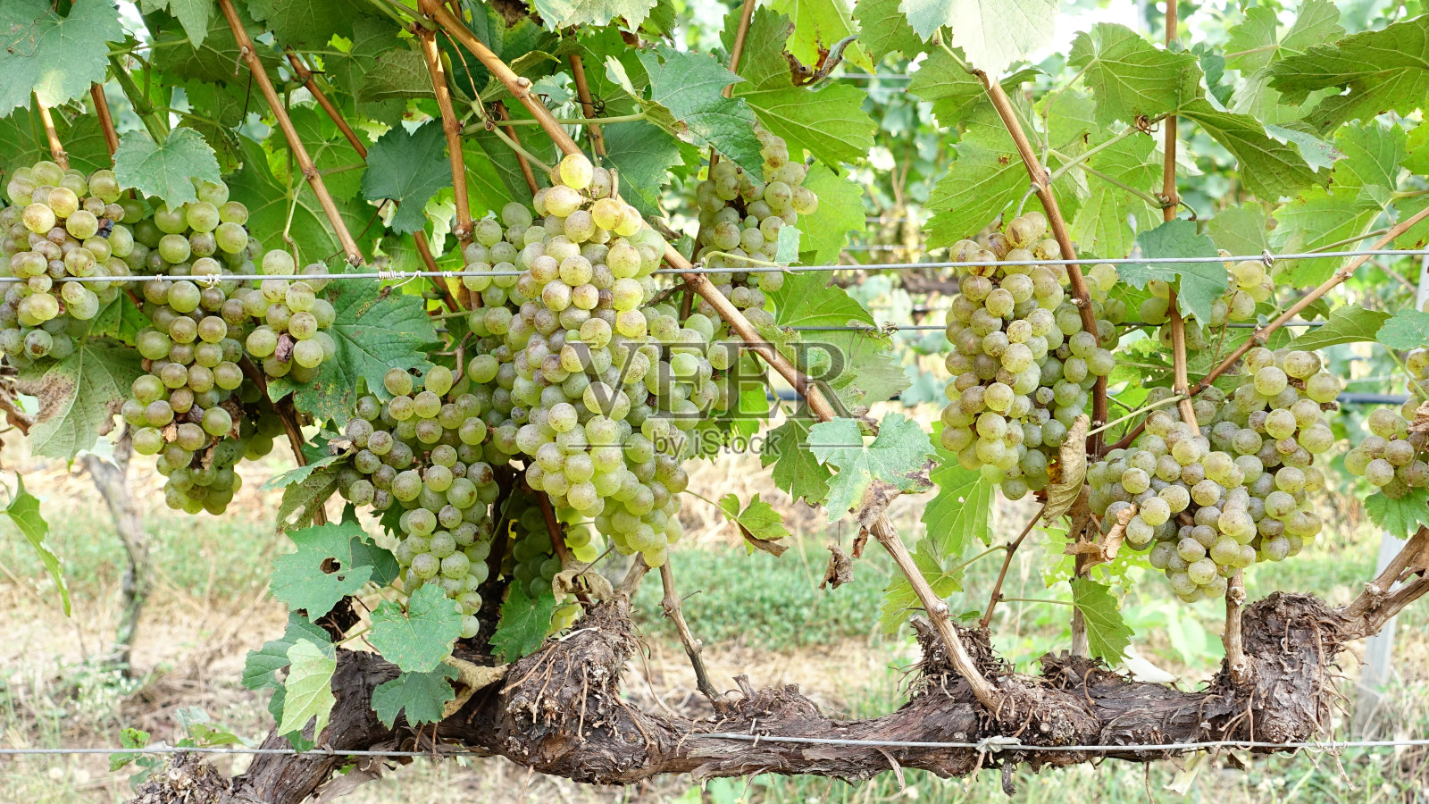葡萄藤和一串白葡萄照片摄影图片