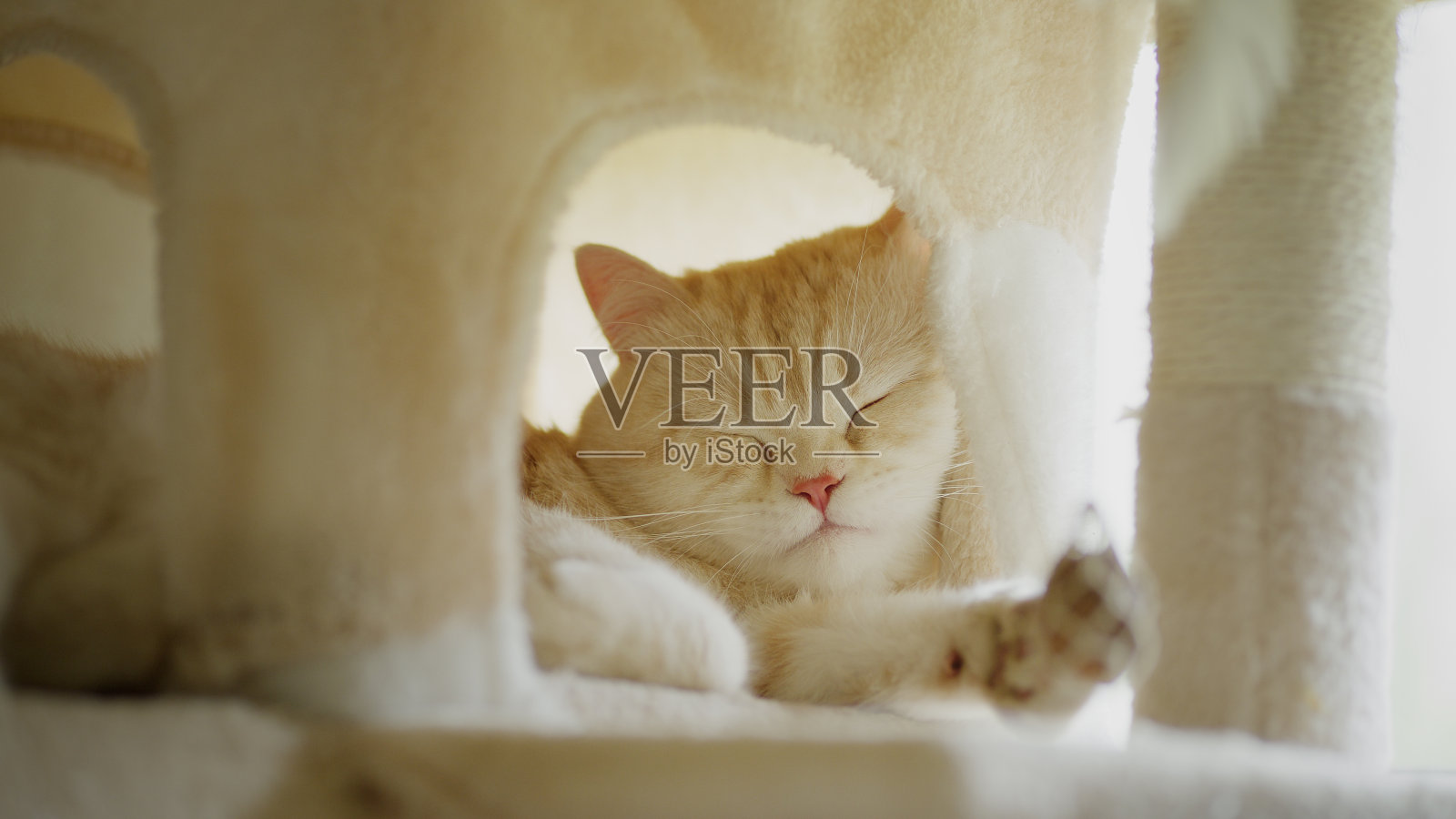 可爱的英国短毛猫在毛茸茸的猫屋里休息照片摄影图片