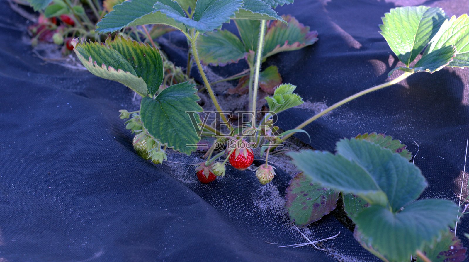 田里长着多汁的草莓照片摄影图片
