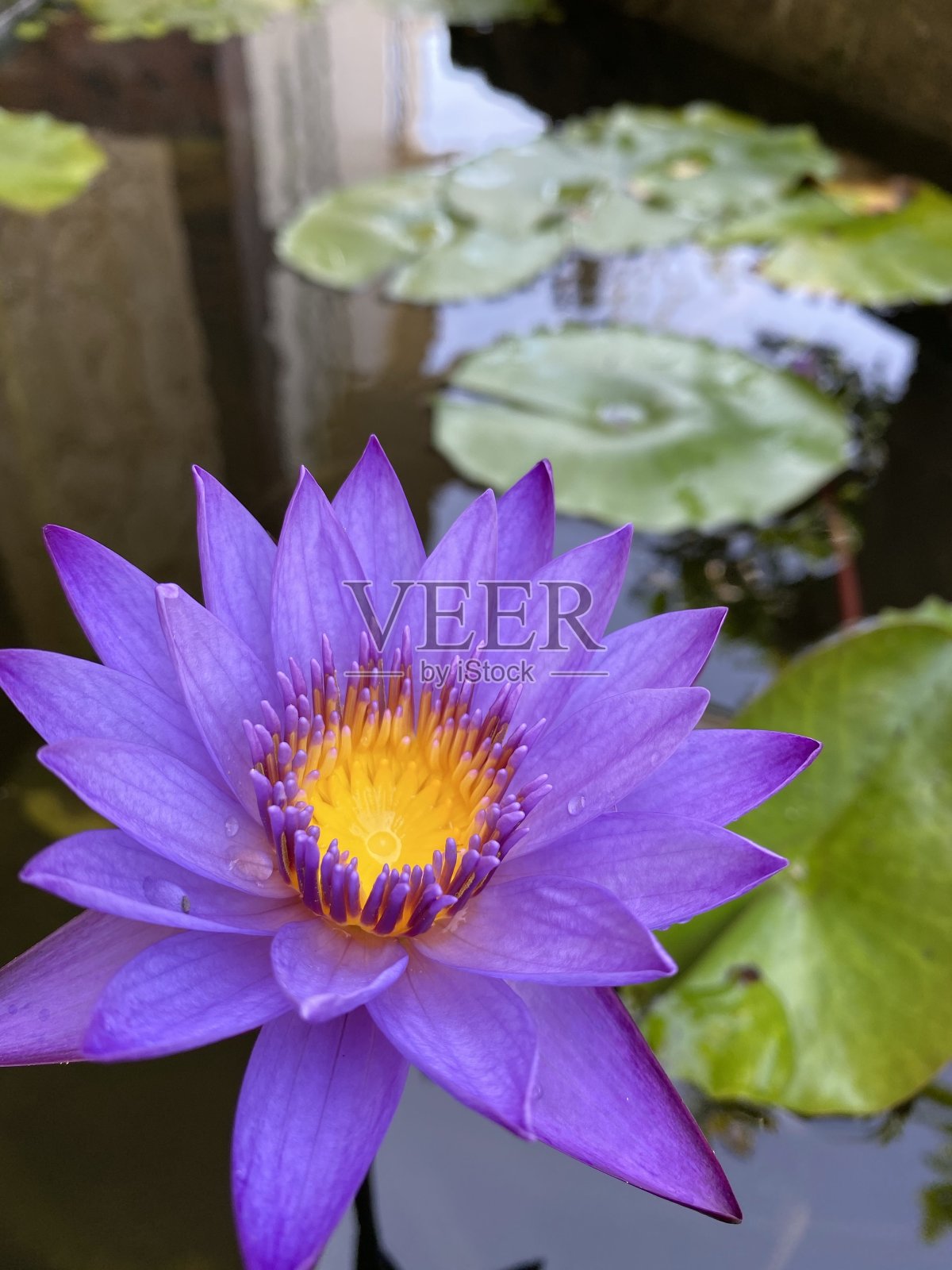 花照片摄影图片