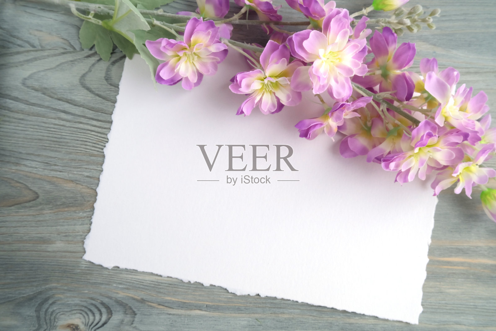 一块旧木板上开着娇嫩的粉色淡紫色花。用于题字的白纸。横幅上写着祝贺,公告。照片摄影图片