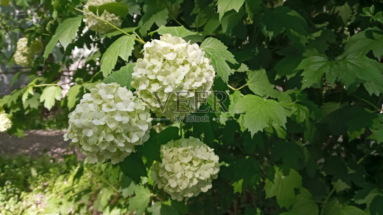 在深绿色的背景上盛开的美丽的白色球。照片摄影图片