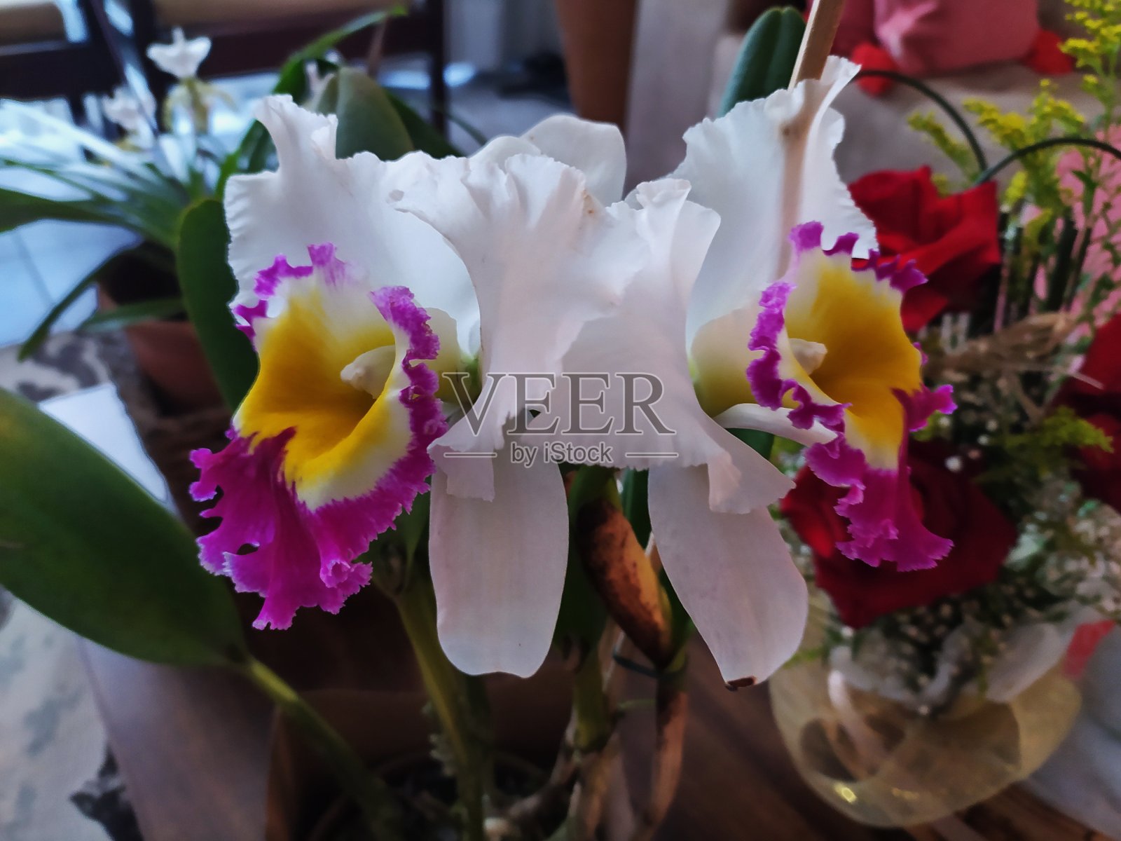 卡特兰兰花照片摄影图片