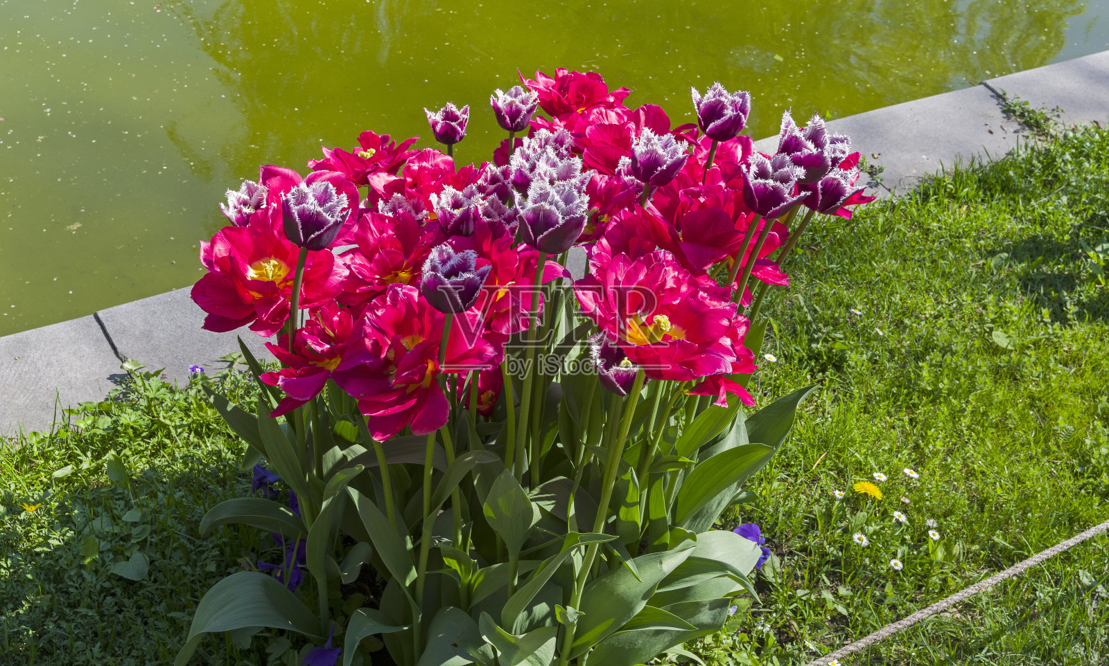 漂亮的紫色和红色的重瓣郁金香。照片摄影图片