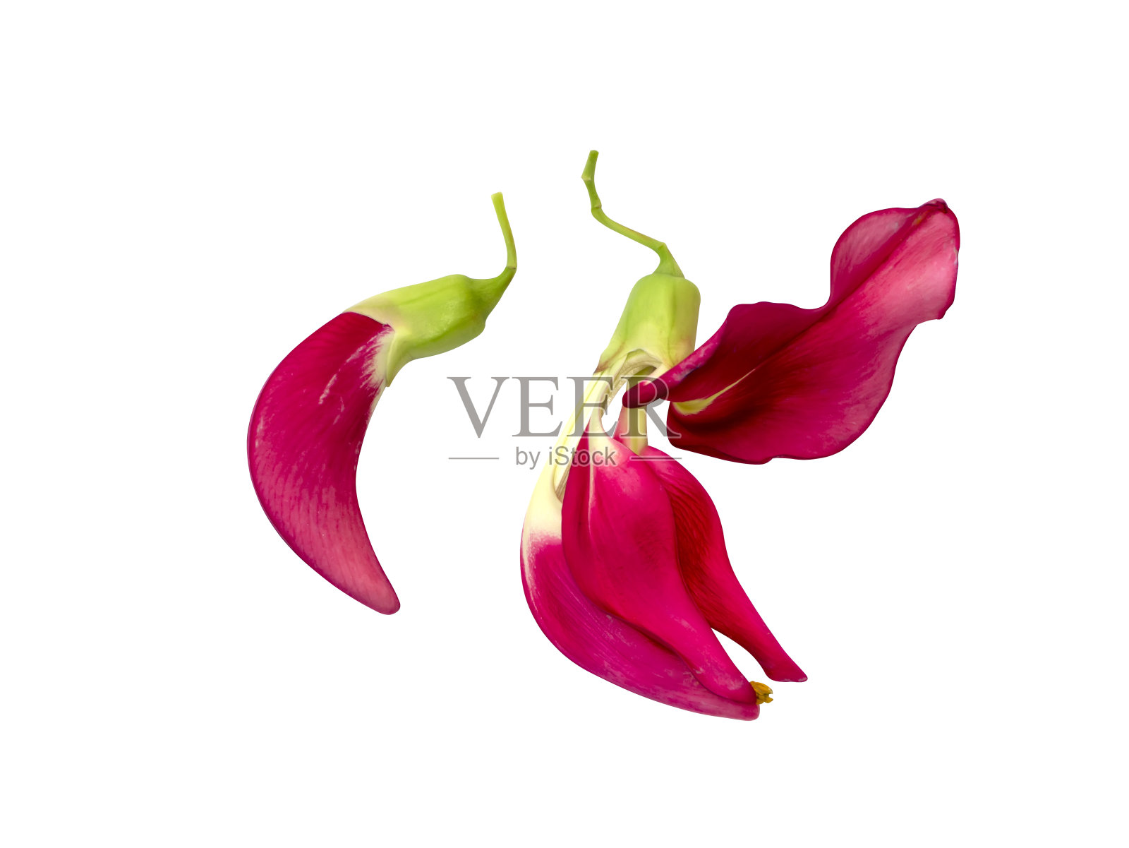 靠近阿加斯塔,Sesban,蔬菜蜂鸟花。照片摄影图片