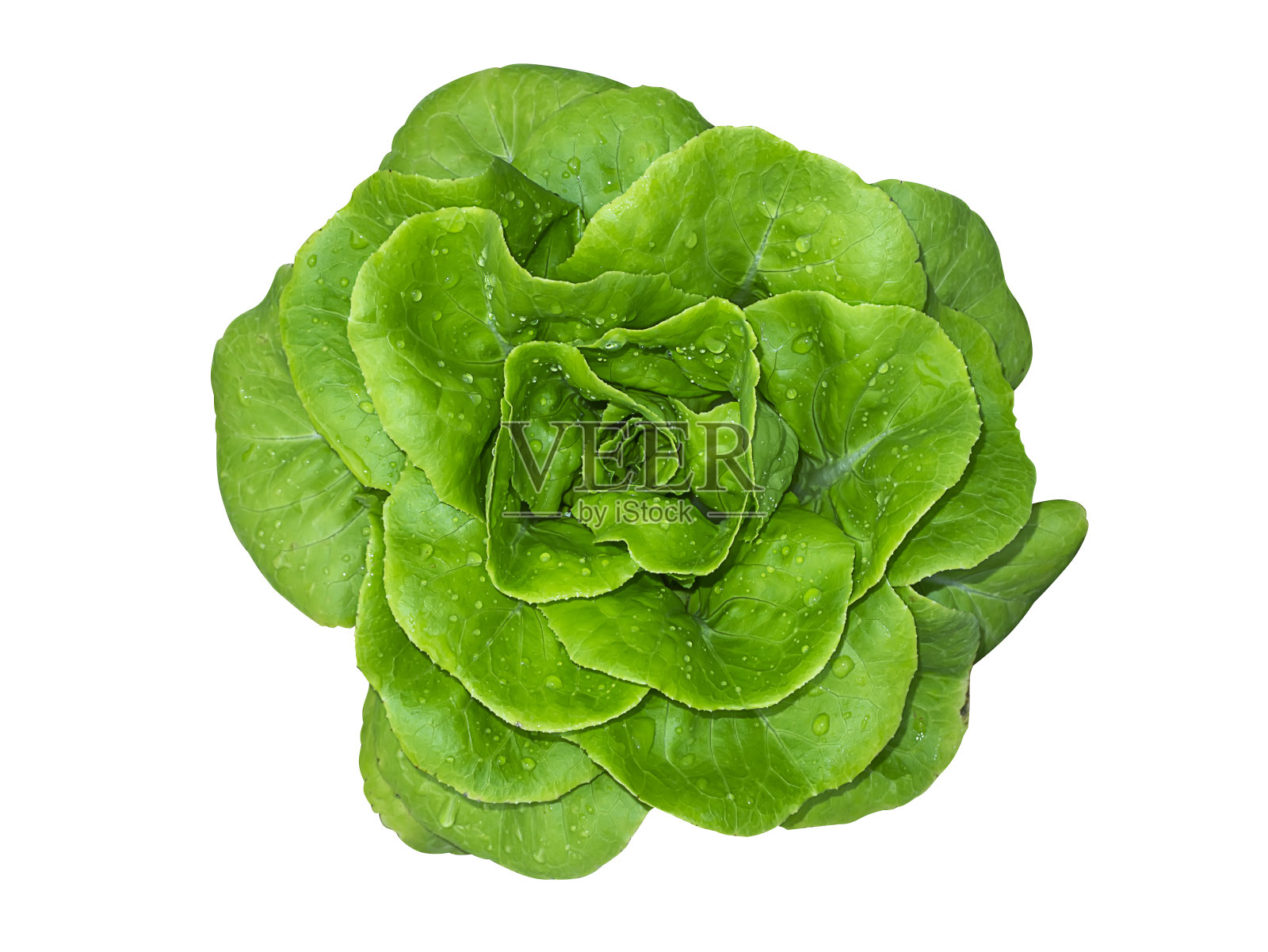 近距离观察绿色的莴苣植物。素食主义者的蔬菜。照片摄影图片