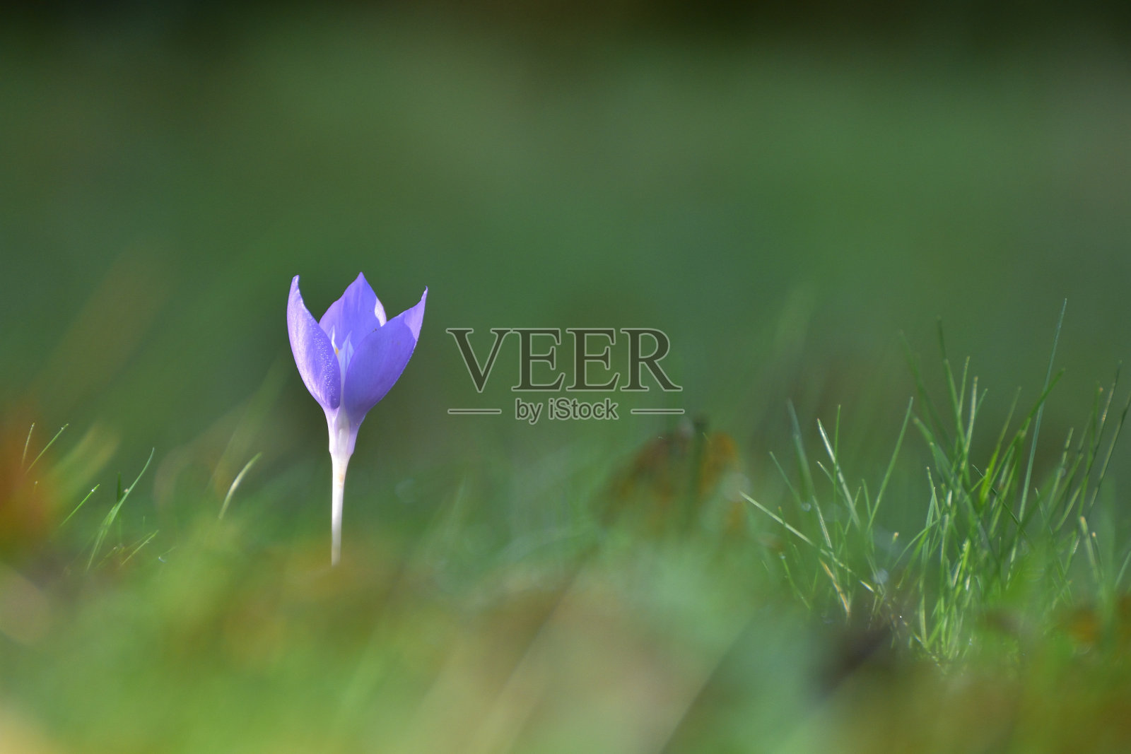 日出时,藏红花在漆黑的森林中盛开照片摄影图片