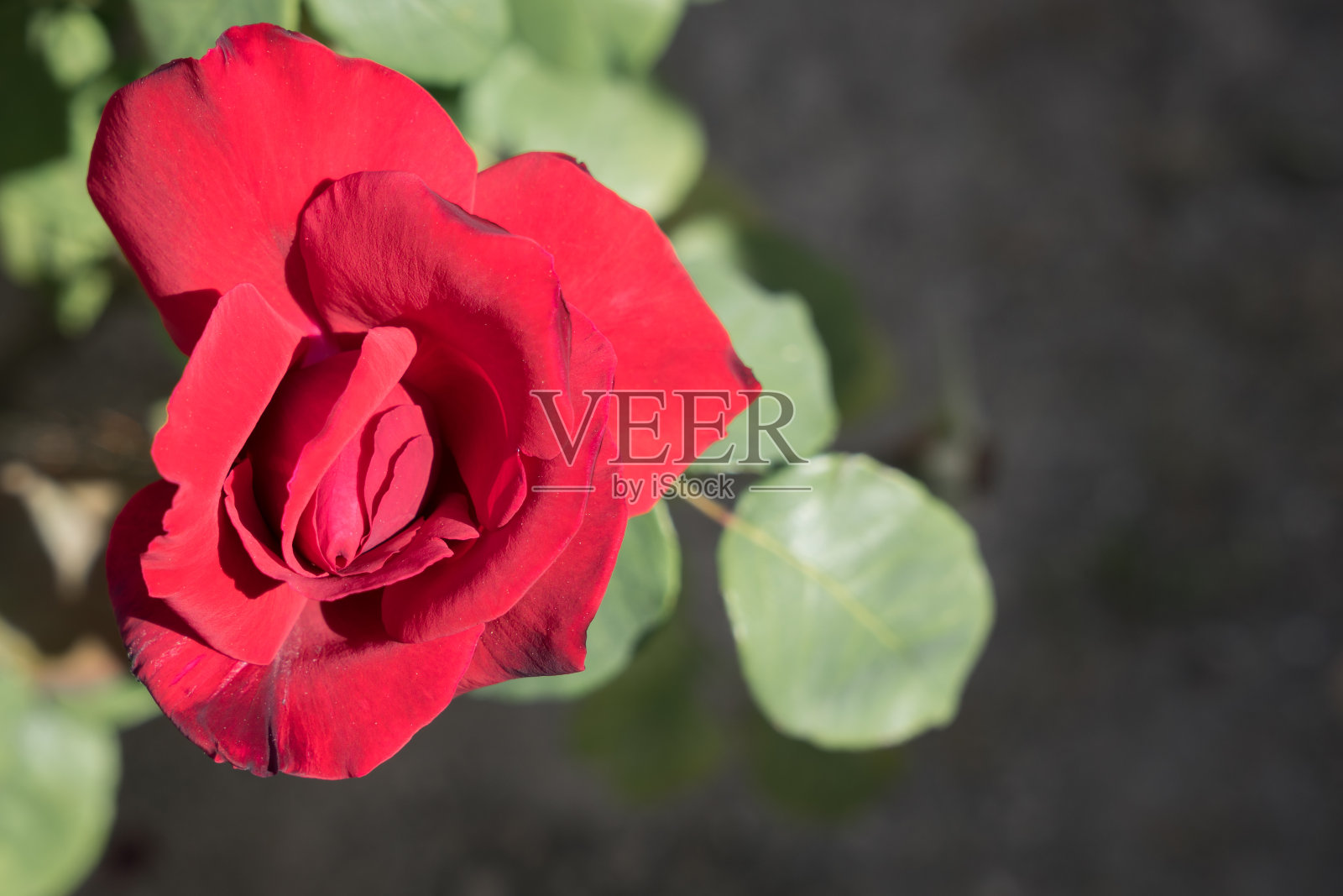 阳光下的红玫瑰和绿叶照片摄影图片