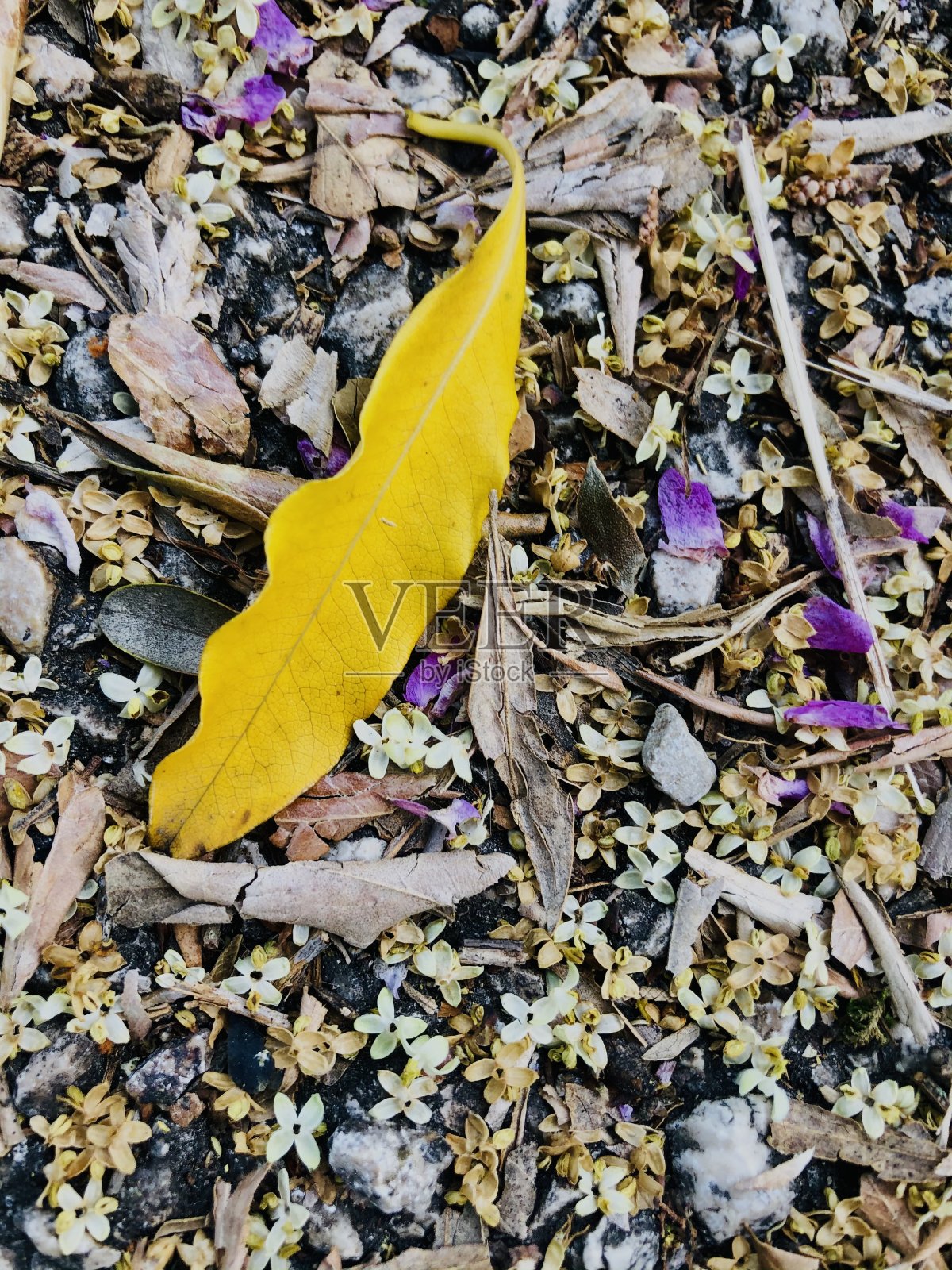 大自然的颜色照片摄影图片