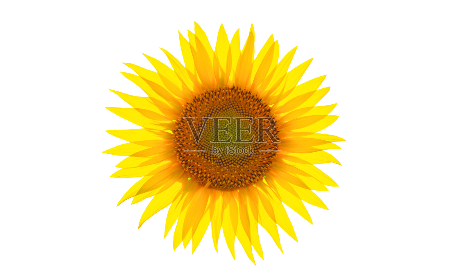 向日葵花孤立地生长在白色背景上。照片摄影图片