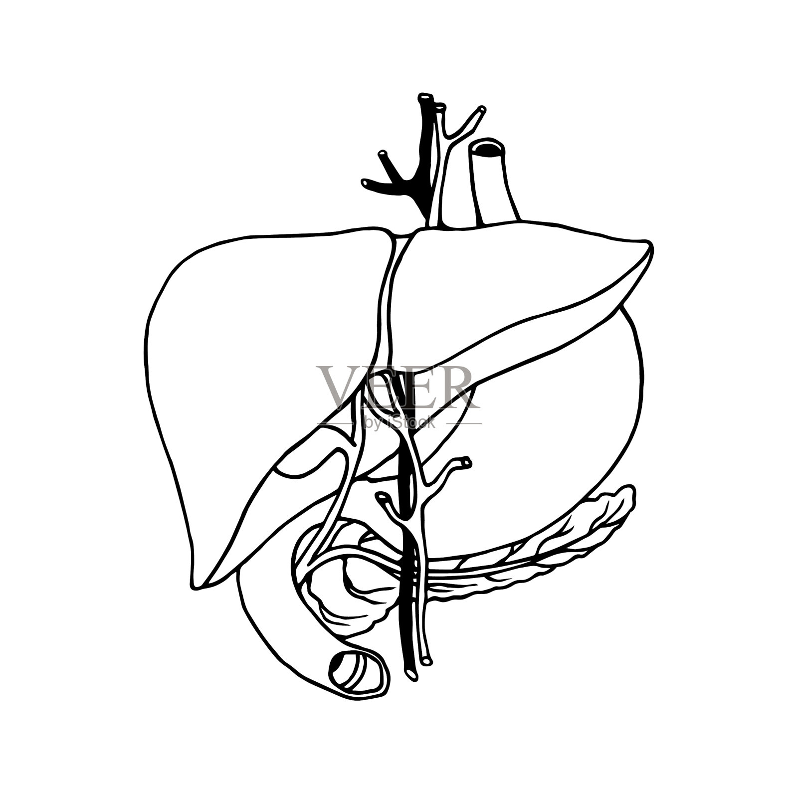 人的肝脏有血管,胃有胰腺设计元素图片