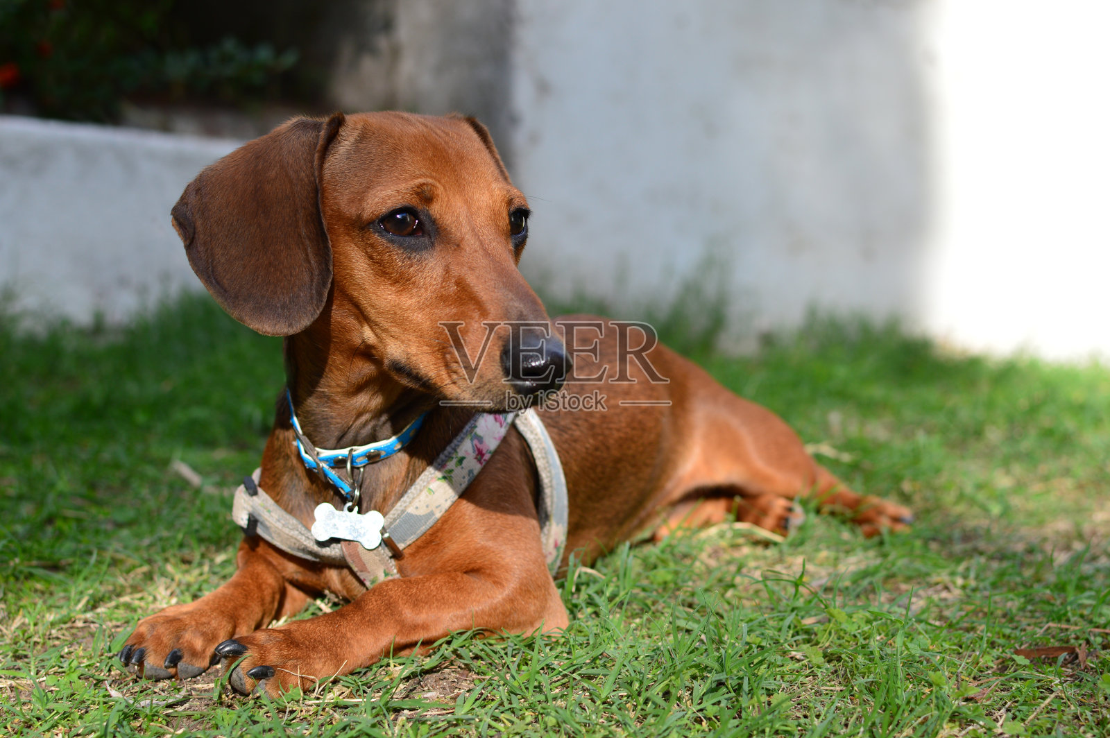 红色腊肠狗躺在草地上照片摄影图片