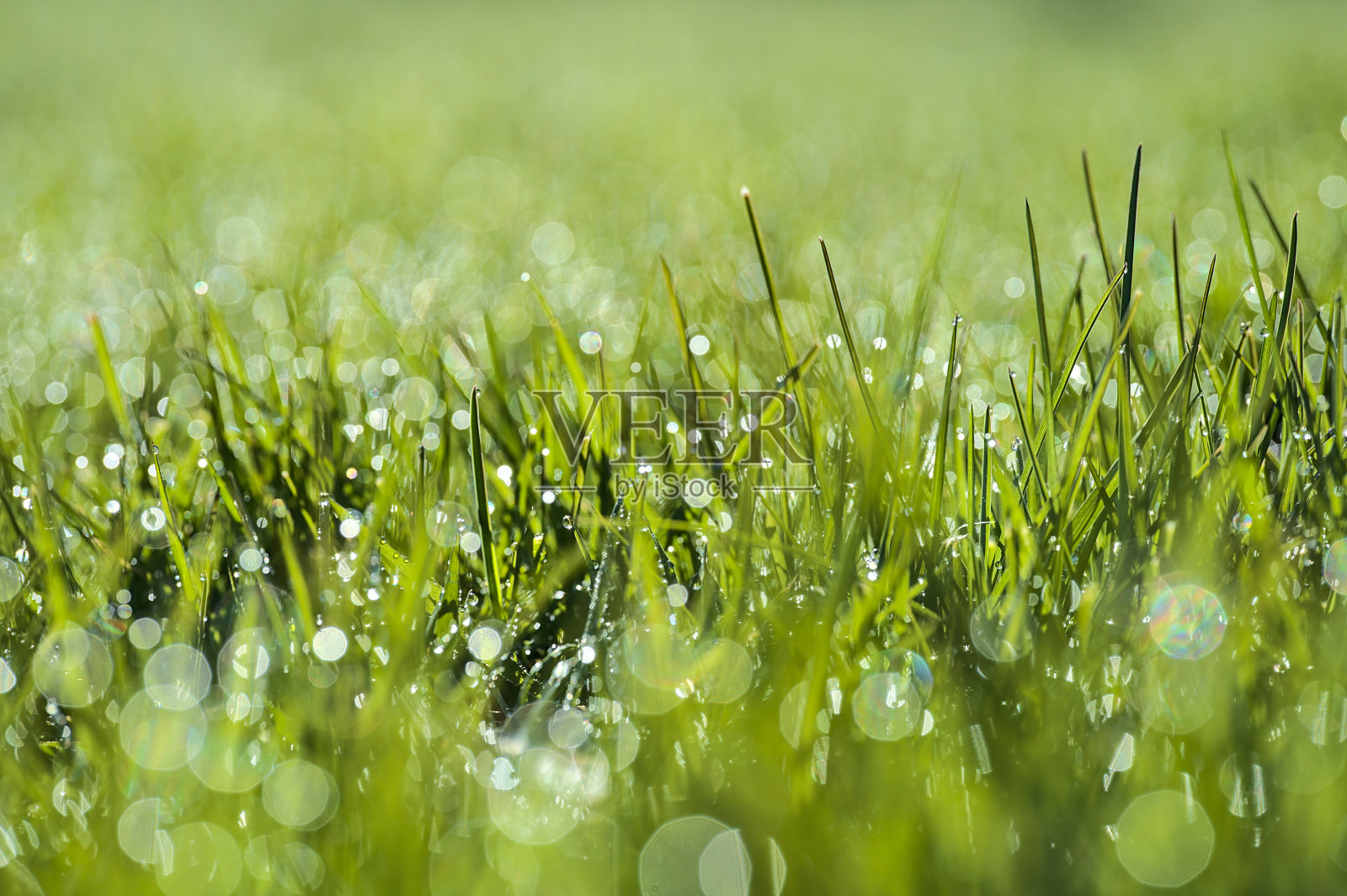 美丽的宏观景观,绿色疏水的春天草坪草与晨露的水滴和良好的bokeh灯,Ballinteer,爱尔兰都柏林。高分辨率的宏照片摄影图片