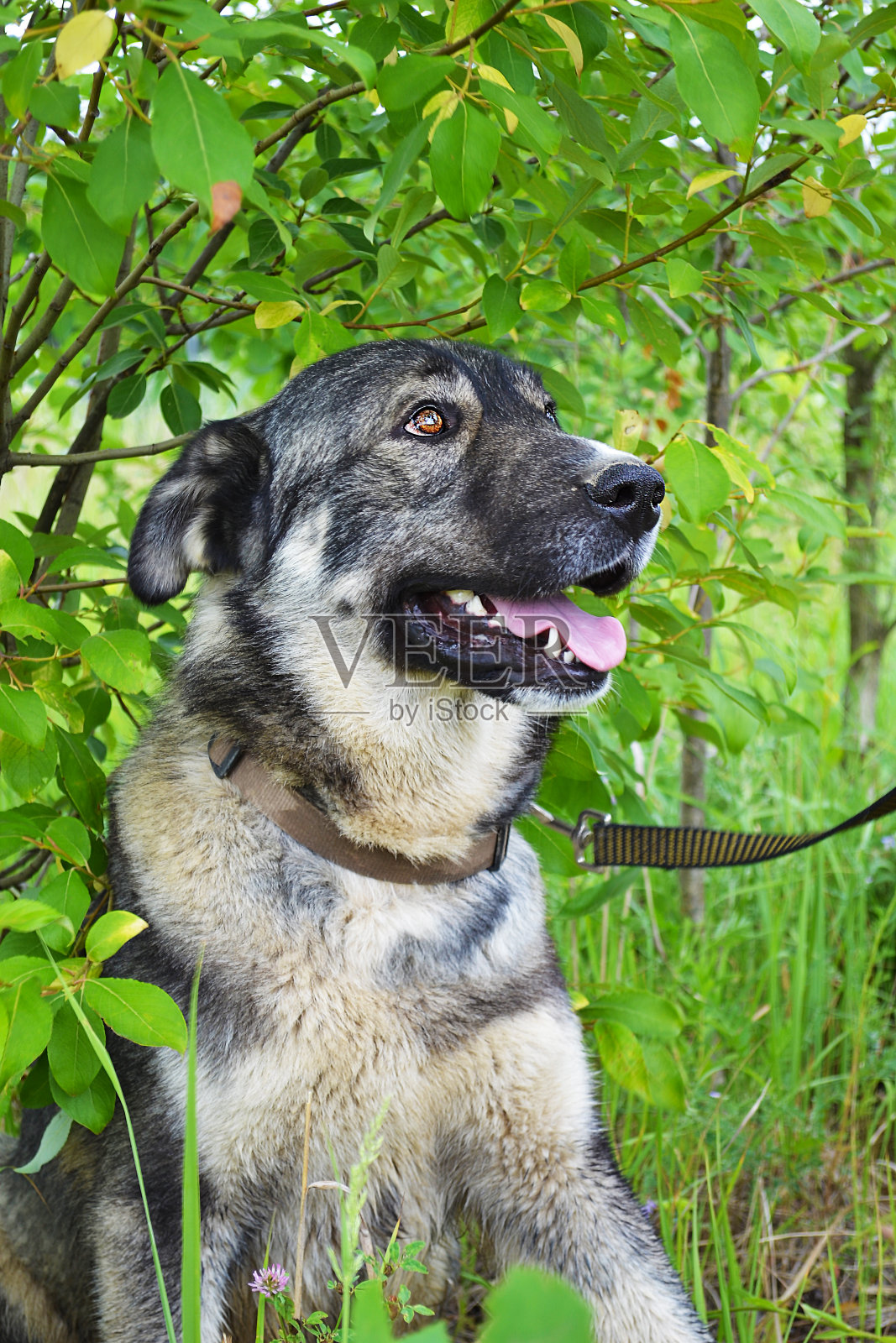 特写灰色狗的肖像照片摄影图片