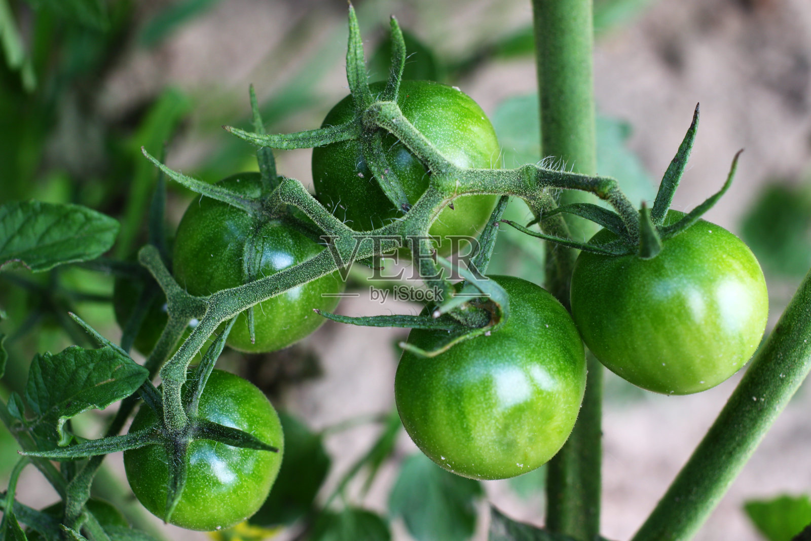 绿色的番茄近距离成熟照片摄影图片