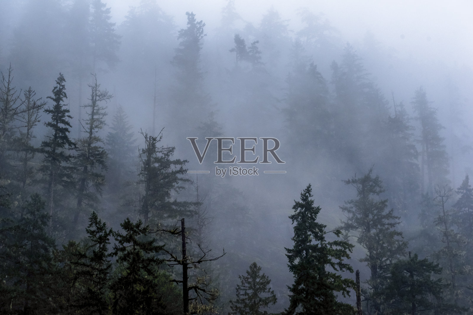 风景茂密的森林被雾覆盖照片摄影图片