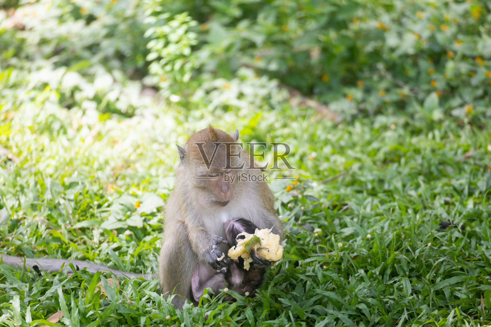猕猴属fascicularis照片摄影图片