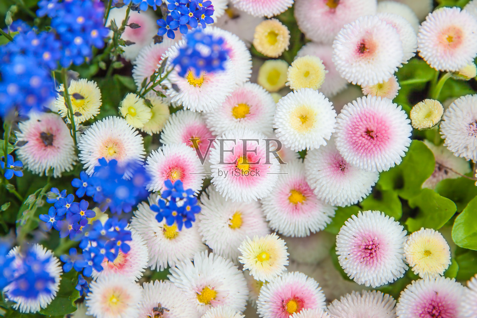 雏菊和勿忘我花照片摄影图片