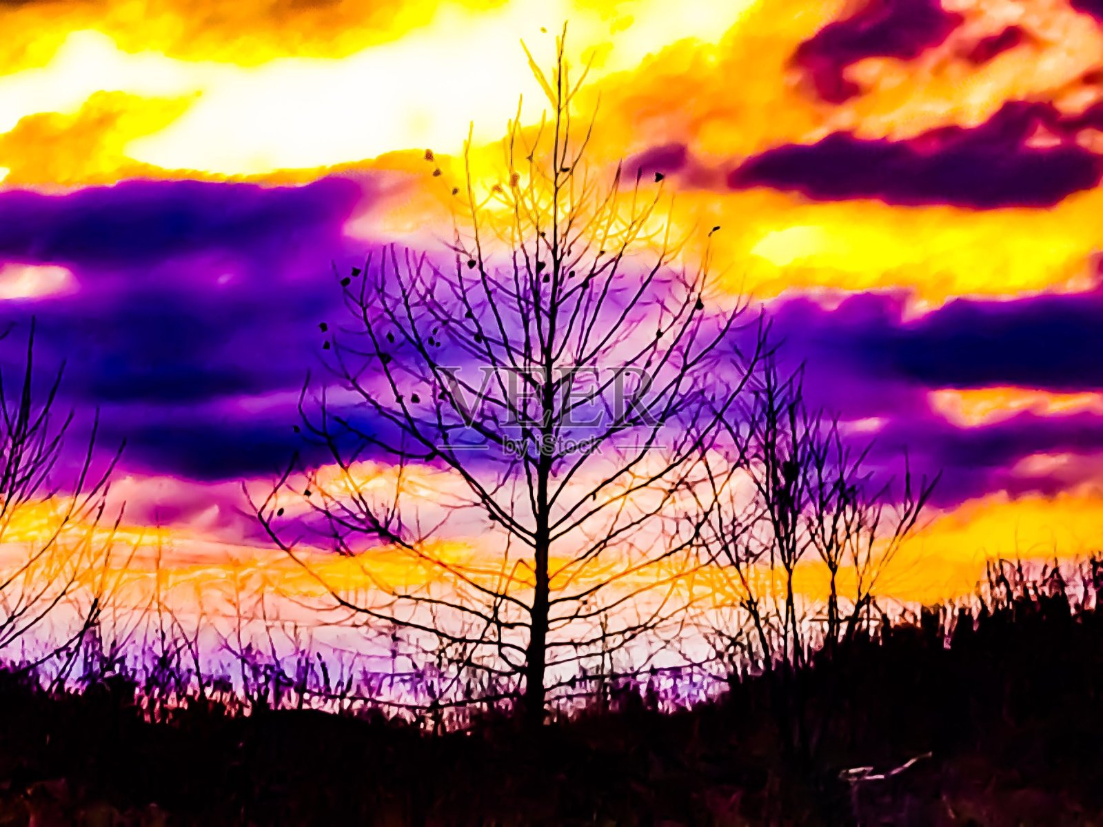 世界末日的树照片摄影图片