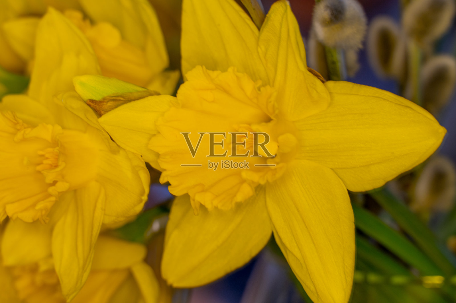 春天的花照片摄影图片