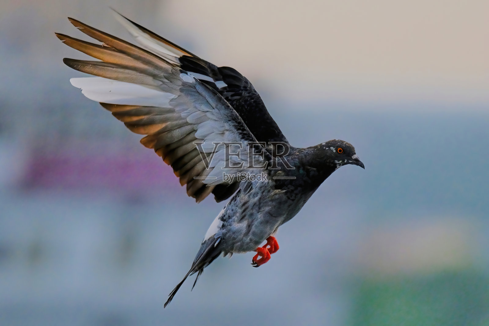 岩鸽照片摄影图片