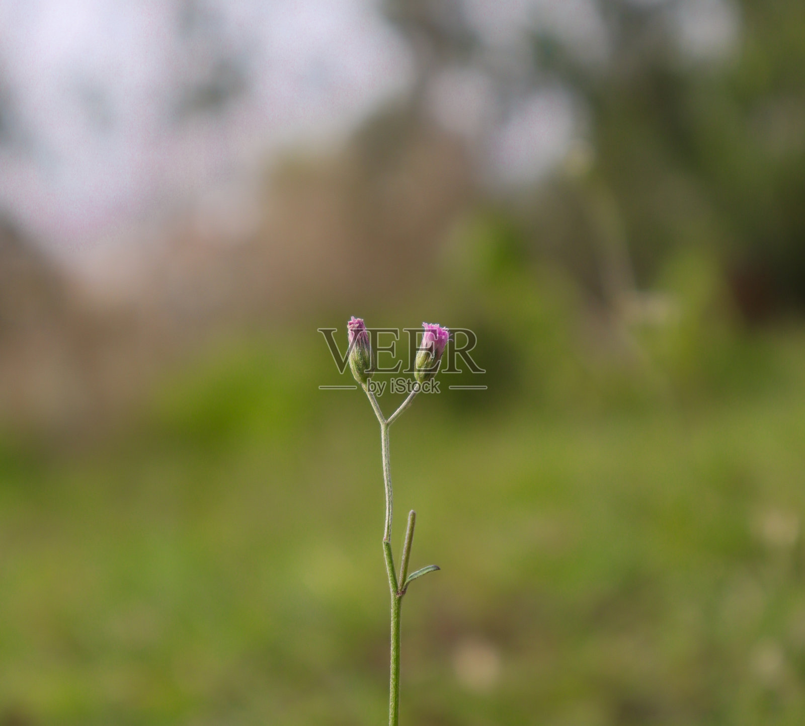 保持简单照片摄影图片