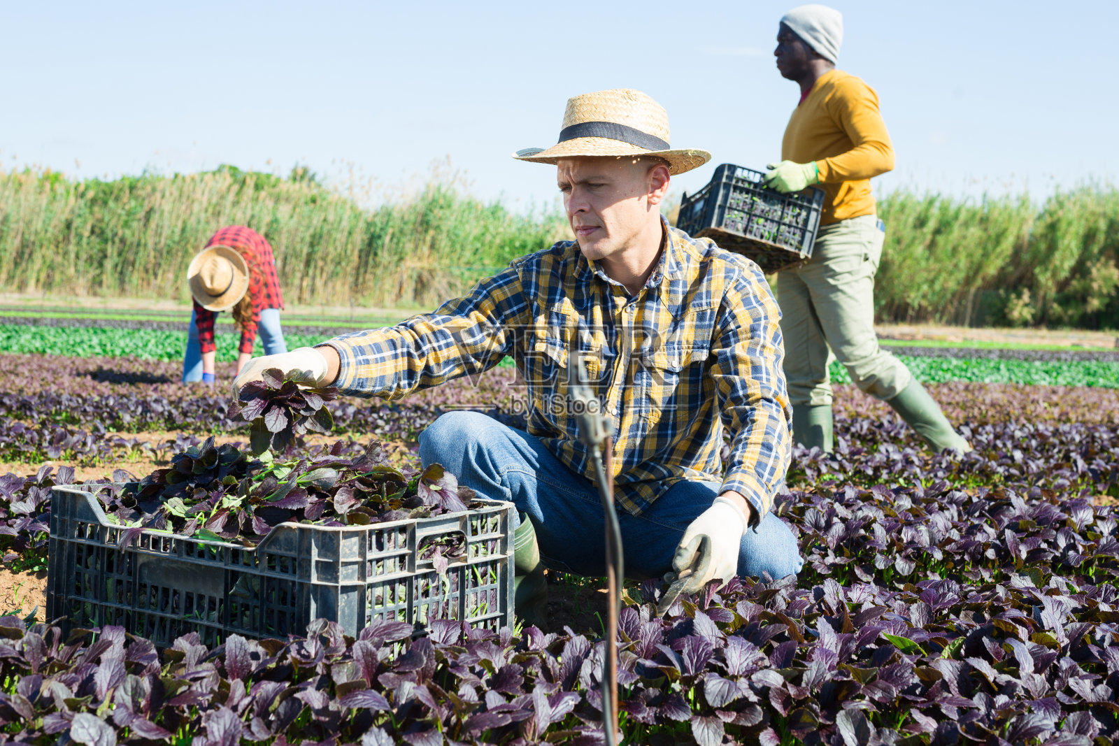 男农民采摘红小松绿叶照片摄影图片