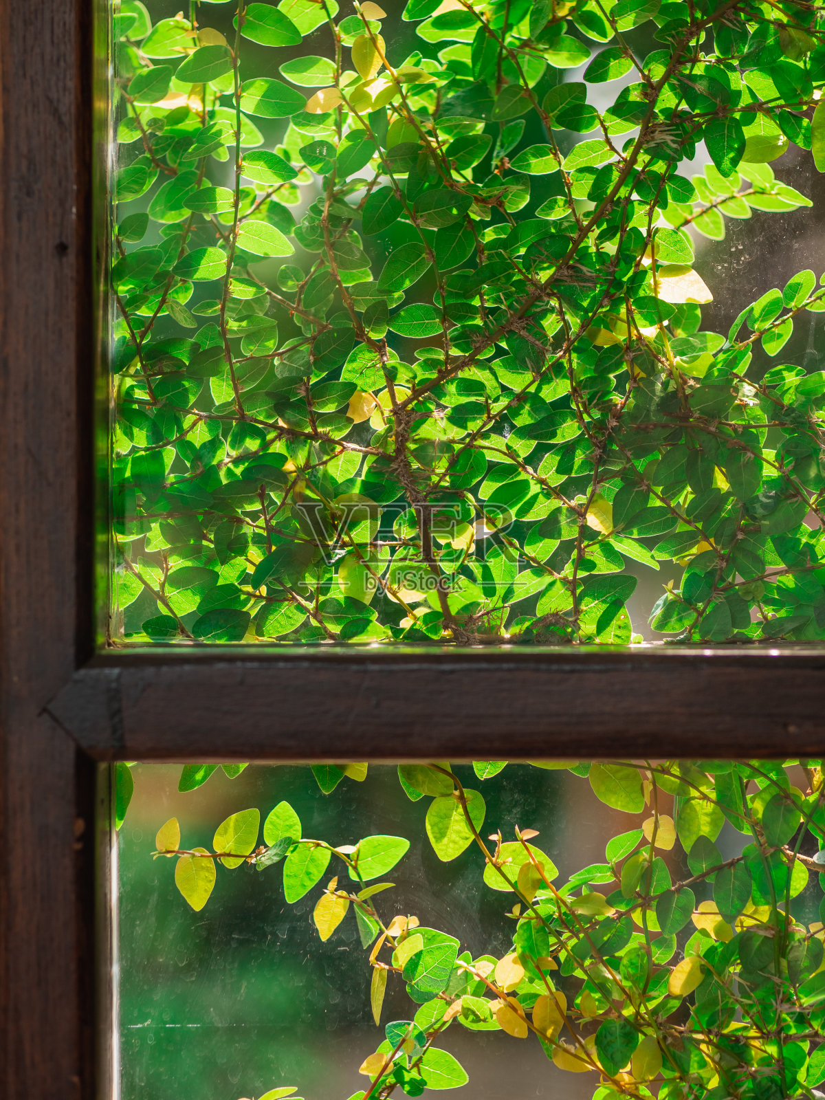 匍匐无花果或绿色无花果爬在窗户上。照片摄影图片