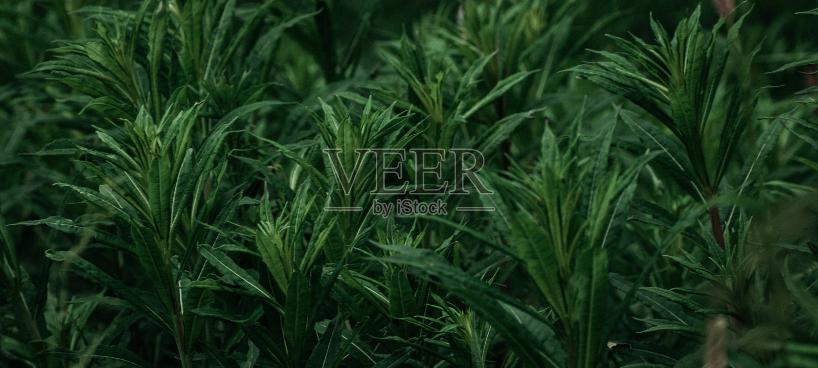 郁郁葱葱的草在阴暗的森林里照片摄影图片