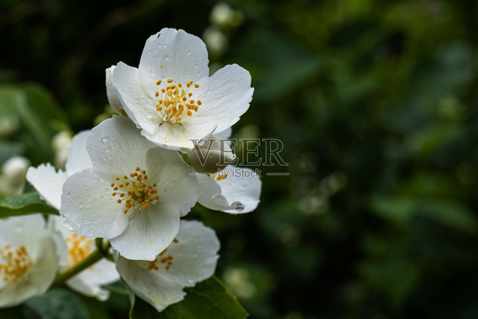 绿色背景上的茉莉花照片摄影图片