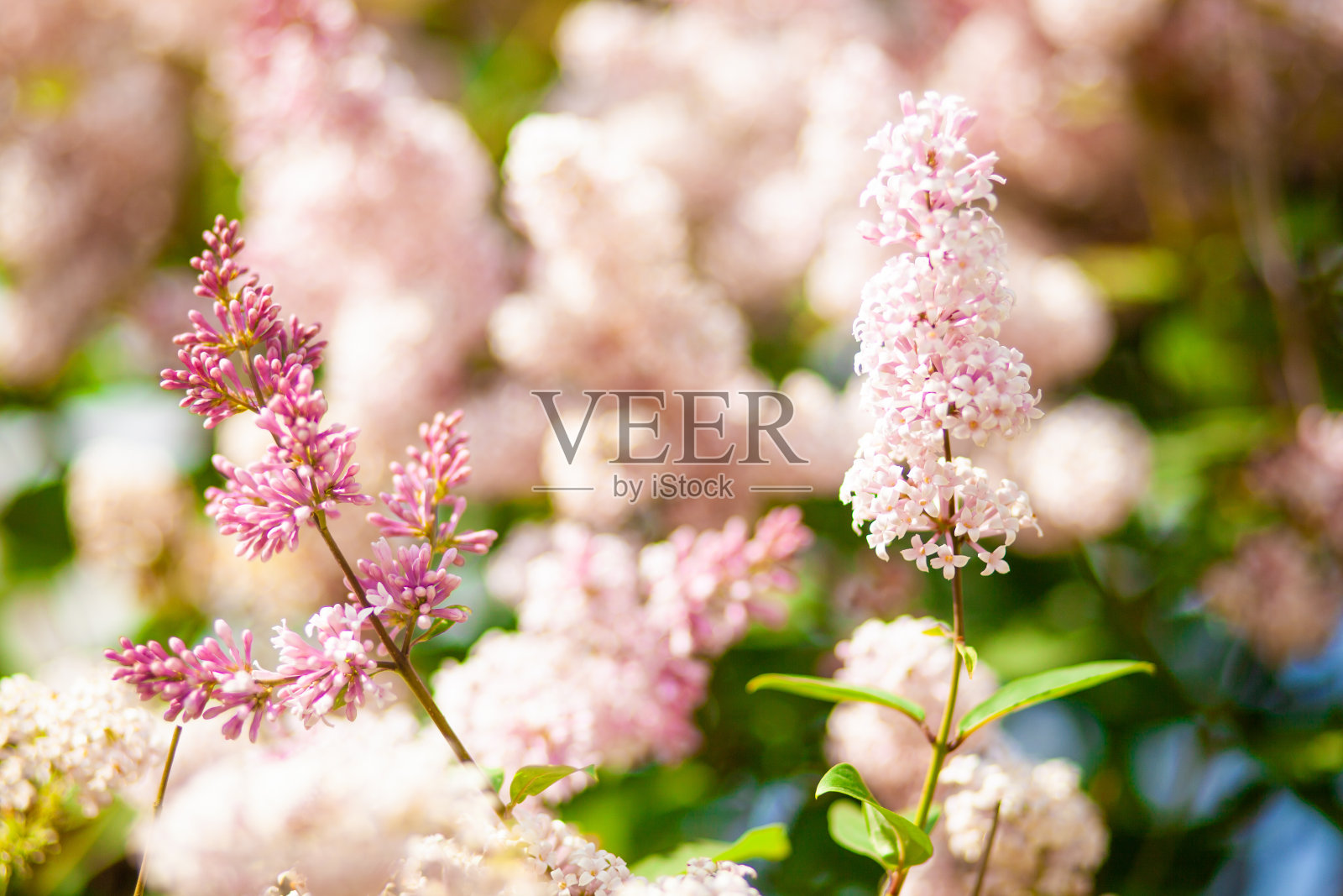 夏天盛开的丁香树花。有选择性的重点照片摄影图片