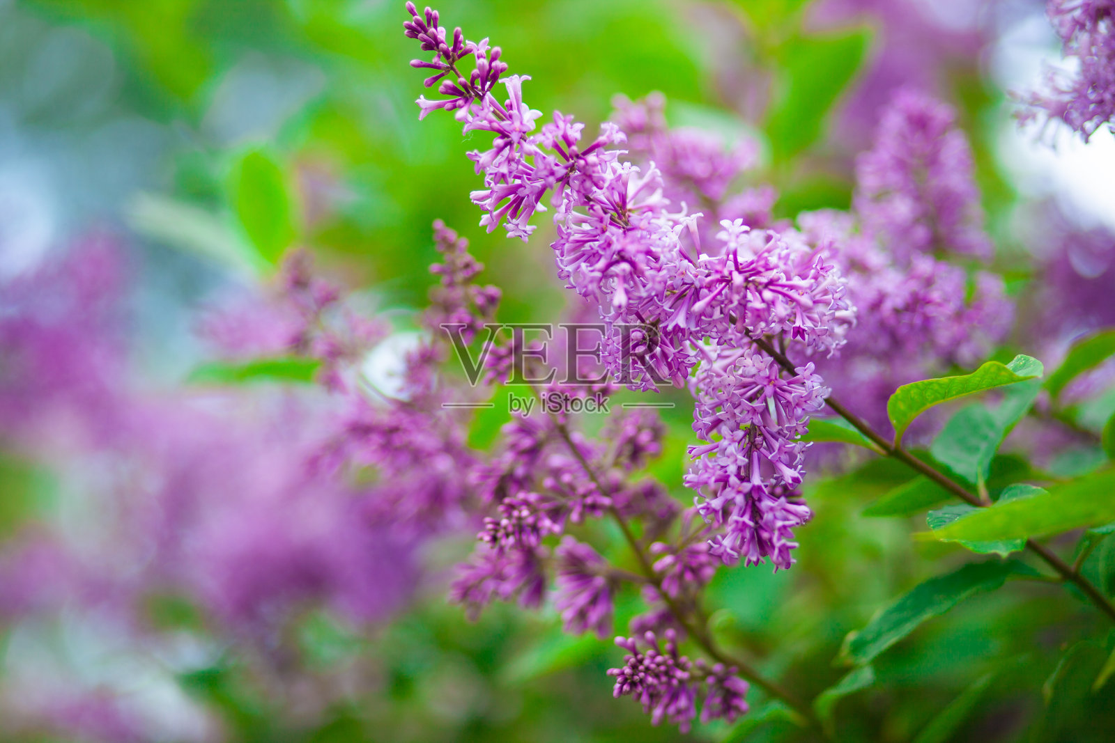 夏天盛开的丁香树花。有选择性的重点照片摄影图片