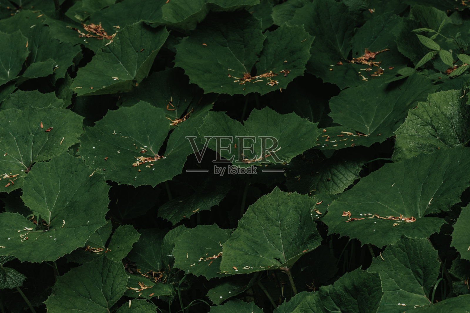 郁郁葱葱的森林里的绿叶照片摄影图片