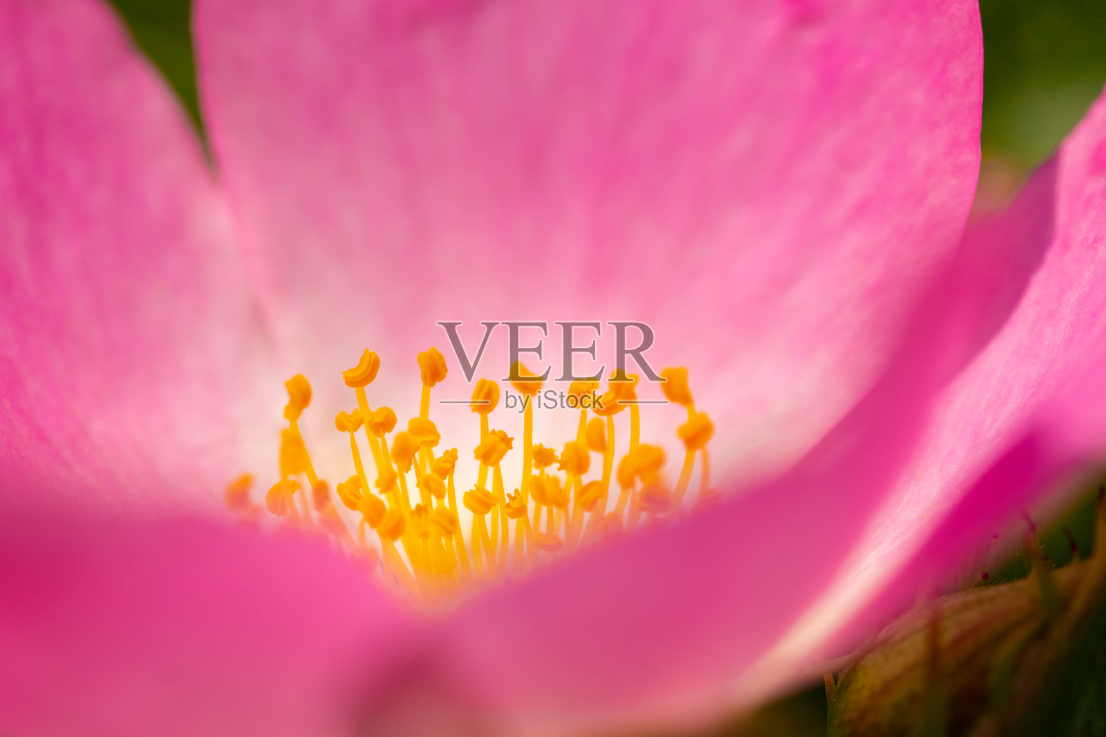 粉白色皮革叶子的极端近距离玫瑰照片摄影图片