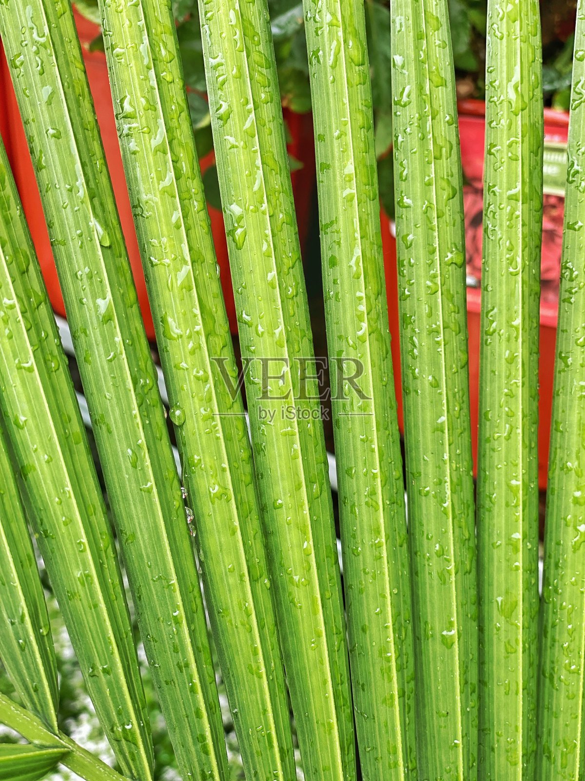 小雨打在手掌照片摄影图片