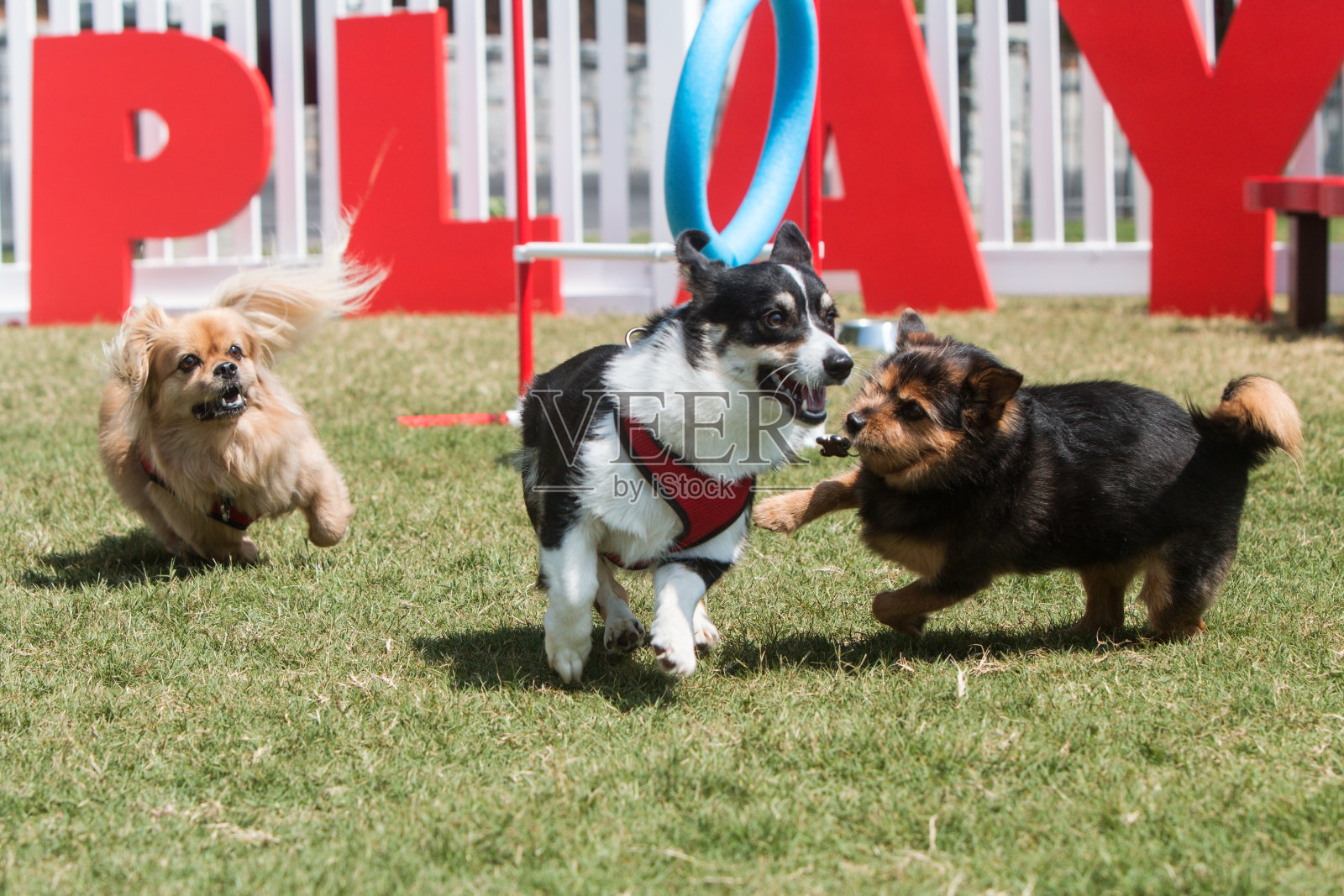狗在狗公园快乐地玩耍和奔跑照片摄影图片