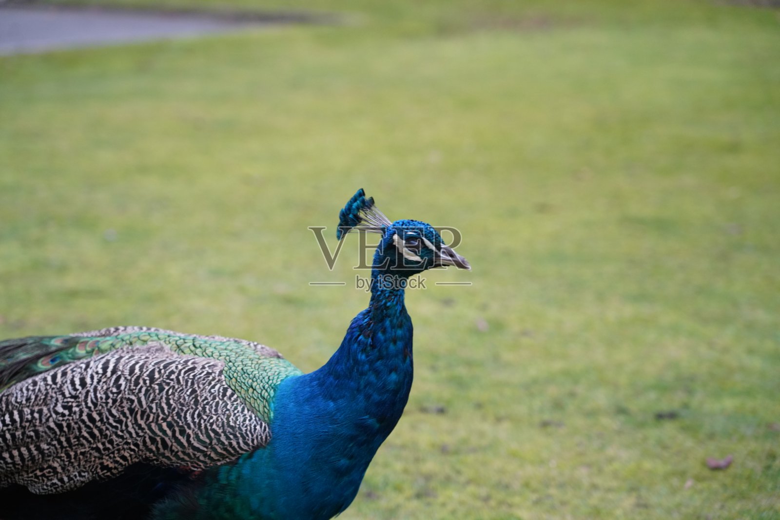 孔雀的侧面画像照片摄影图片